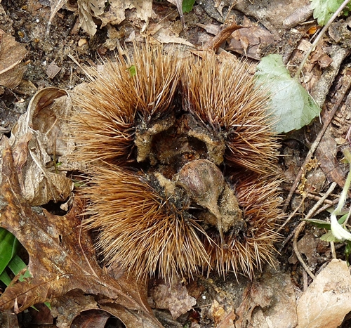 {Castanea dentata}
